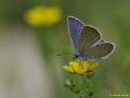 Polyommatus semiargus (Mazarinmavisi)